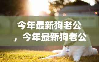 手把手教你成为宠物界全能伴侣,今年最新狗老公指南