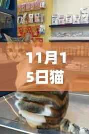 11月15日猫咪乐园官网新版上线,与猫咪共探梦幻自然美景,寻找内心宁静
