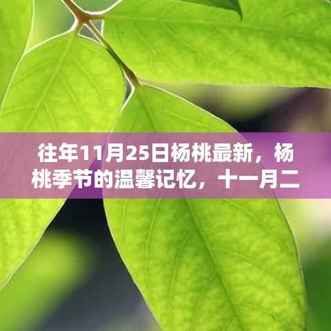 往年11月25日杨桃最新,杨桃季节的温馨记忆,十一月二十五日的果实与友情