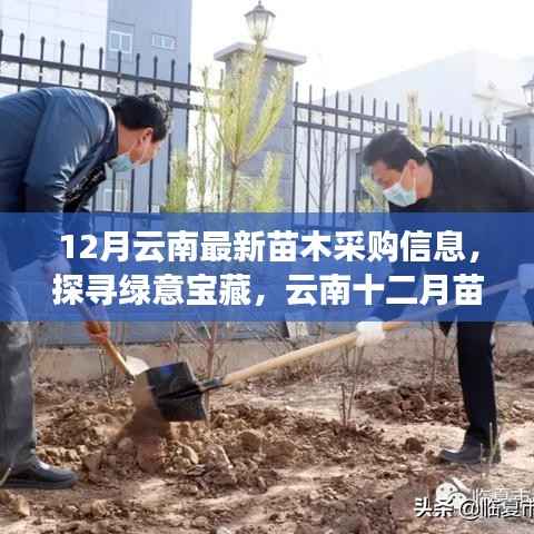 云南十二月绿意宝藏探寻,最新苗木采购信息与自然美景的邂逅