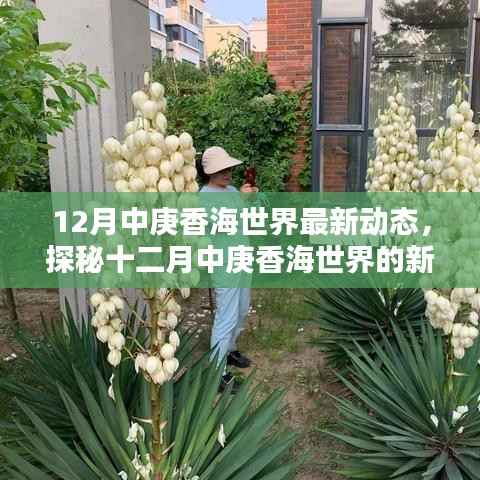揭秘十二月中庚香海世界最新动态，三大要点深度解读