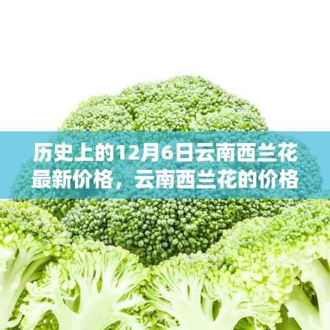 历史上的12月6日云南西兰花最新价格,云南西兰花的价格秘密,一个温馨的日常故事