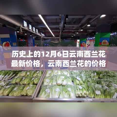 历史上的12月6日云南西兰花最新价格,云南西兰花的价格秘密,一个温馨的日常故事