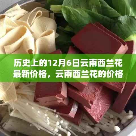 历史上的12月6日云南西兰花最新价格,云南西兰花的价格秘密,一个温馨的日常故事