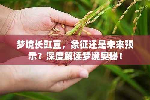 梦境长豇豆,象征还是未来预示?深度解读梦境奥秘!