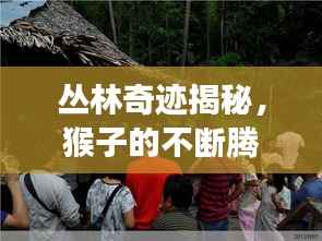 丛林奇迹揭秘，猴子的不断腾飞与探索之旅