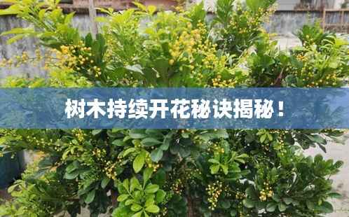 树木持续开花秘诀揭秘！