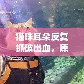 猫咪耳朵反复抓破出血,原因与处理方法大揭秘!