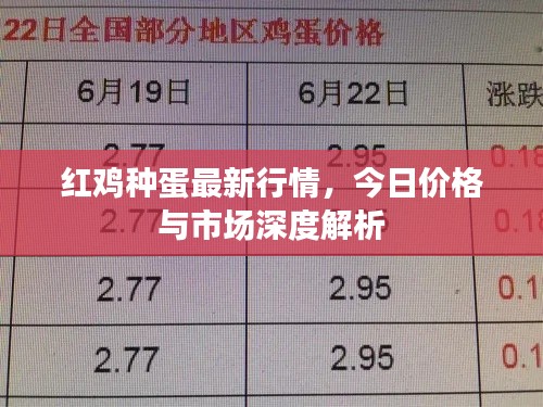 红鸡种蛋最新行情,今日价格与市场深度解析